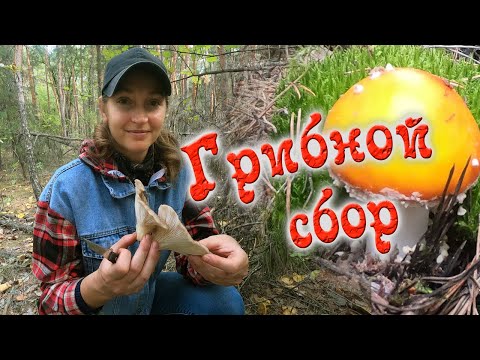 Видео: Хроники грибной охоты-2 / Chronicles of mushroom hunting-2