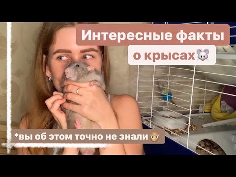 Видео: ТОП 16 УДИВИТЕЛЬНЫХ ФАКТОВ О КРЫСАХ О КОТОРЫХ ВЫ НЕ ЗНАЛИ