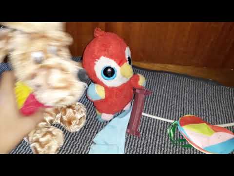 Видео: Возращение блудного попугая 2 серия