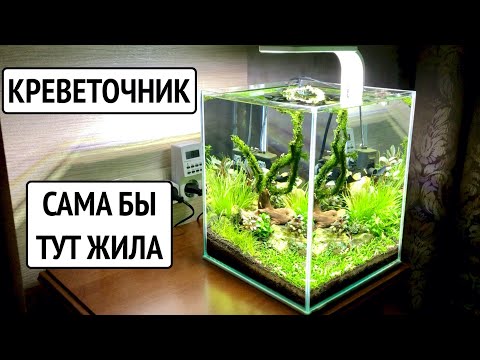 Видео: Аквариум для креветок Красный Кристалл. Аквариумные растения. Стрижка мха