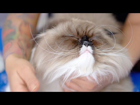 Видео: Кошка очень злая, но такая милая!😻🛁✂️❤️