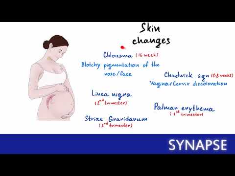 Видео: USMLE Step 1 - Физиологические изменения при беременности | Synapse sketches