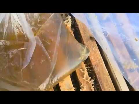 Видео: Лучшее средство от аскосфероза.