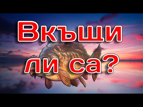 Видео: Има ли шаранът къща? | Част 3: Намерих ли ги у дома?