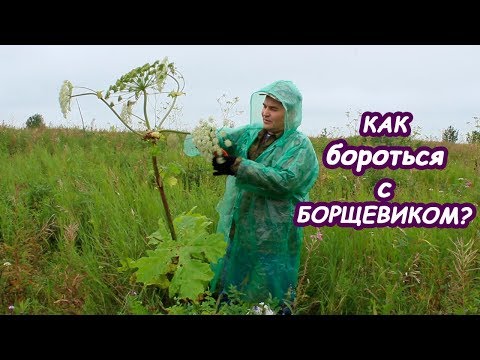 Видео: Как эффективно бороться с борщевиком без химикатов?