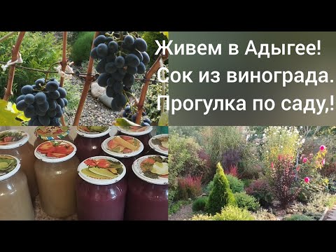 Видео: Переехали в Адыгею/Делаем сок из винограда/Прогулка по саду 8 октября/
