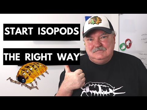 Видео: Равноногие раки — 3 вещи, которые нужно знать перед началом