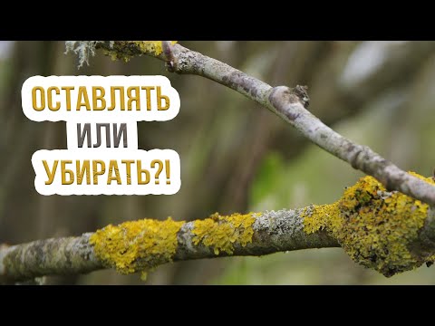 Видео: Мхи и лишайники на плодовых деревьях -  как с ними бороться? Чем опасны мхи и лишайники?