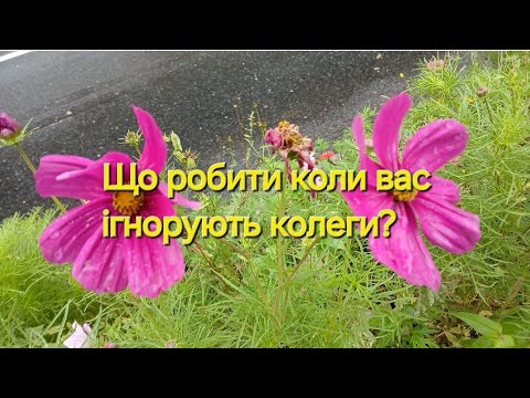 Видео: Що робити коли вас ігнорують колеги? 