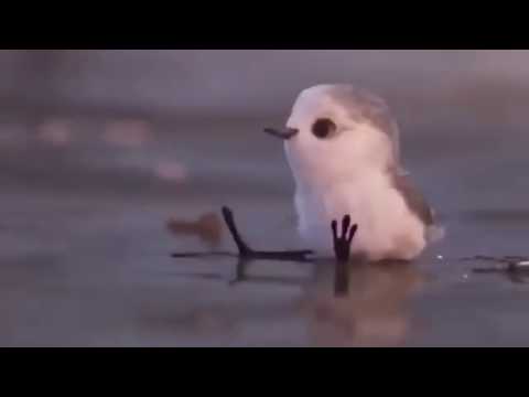 Видео: Короткометражный мультфильм Piper (Песочник) от Disney и Pixar