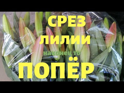 Видео: СРЕЗКА ЛИЛИЙ. Когда, как и во что...