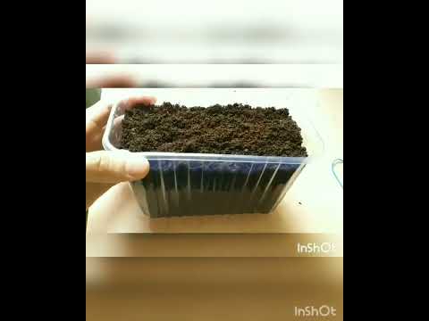 Видео: Обзор и посев семян,жёлтой Акации🌳🙏