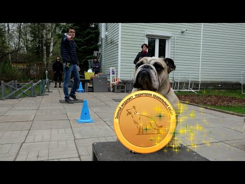 Видео: Догтренинг 661. Легендарный английский бульдог Бостон - такого больше нет.