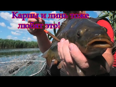 Видео: Ловля КАРПА и ЛИНЯ на ПОПЛАВОК и МОРМЫШКУ с ЛОДКИ