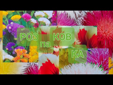 Видео: РОЗПАКОВОЧКА НАСІННЯ СУХОЦВІТІВ І ОДНОРІЧНИКІВ#квіти #сухоцвіти #квітник #село