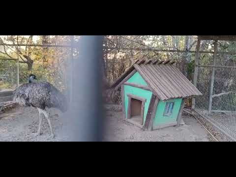 Видео: Страусиная ферма, Алматинская область