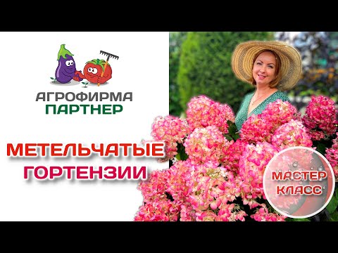 Видео: Метельчатые гортензии | сорта, обрезка и формировка штамба | #дача #цветы #сад