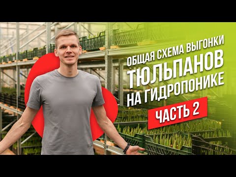 Видео: Выгонка тюльпанов на гидропонике. Топпинг, кальциевая селитра, влажность в теплице. Часть 2