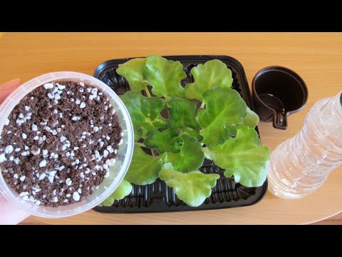 Видео: ПЕРЕСАДКА ФИАЛКИ НЕ НАРУШАЯ КОРНИ❗ КОГДА ПЕРЕСАЖИВАТЬ ФИАЛКУ❓❗