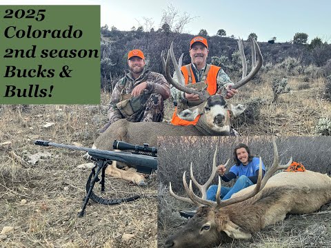 Видео: BIG Buck и OTC Bull! 2-й сезон 2025 года