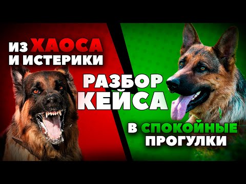 Видео: Как отучить собаку лаять, тянуть поводок и устраивать истерику на улице