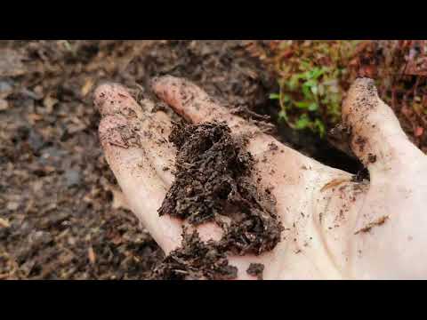 Видео: Как посадить маточный куст клюквы?