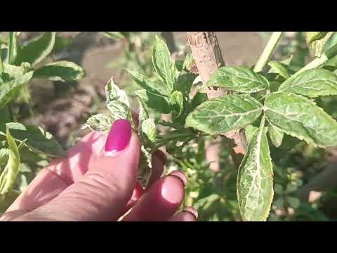 Видео: Бузина в саду.Сорти бузини.