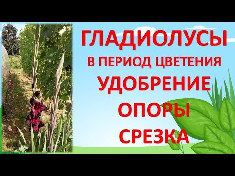 Видео: УХОД ЗА ГЛАДИОЛУСАМИ В ПЕРИОД ЦВЕТЕНИЯ. Выращивание гладиолусов. Как выращивать гладиолусы.