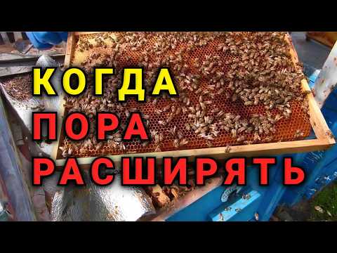 Видео: Как понять когда и как правильно расширить пчелосемьи.