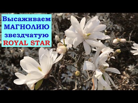 Видео: Высаживаем Магнолию Royal Star