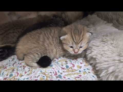 Видео: Новое жильё для котиков 😊