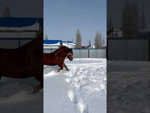 Видео: “Майбах” үйде #тяжеловоз #айғыр #жеребец #рускийтяж