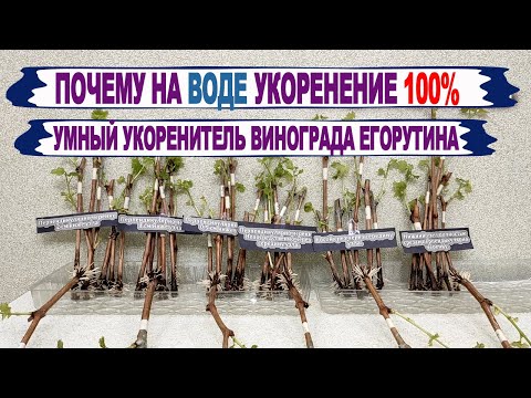 Видео: 🍇 Почему в ВОДЕ ЧЕРЕНКИ ВИНОГРАДА укореняются ЛУЧШЕ, чем в субстрате. Умный укоренитель Егорутина.