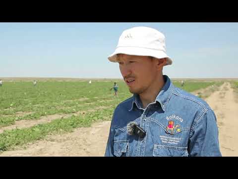 Видео: Ырыс пен тыныс: Махамбет ауданындағы егін шаруашылығы