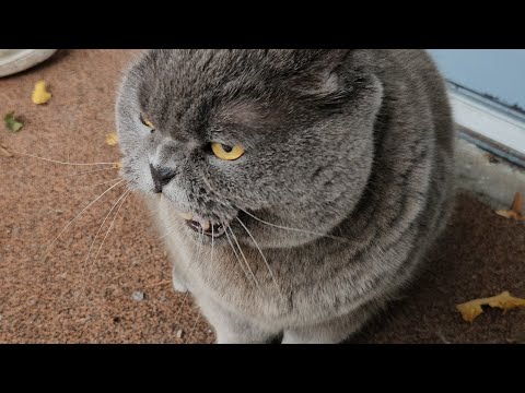 Видео: Вот какой теперь Сильвер 😁/ Смешные животные/ Британский кот 