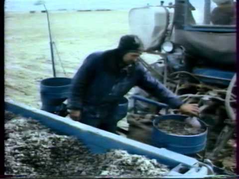 Видео: Технология возделывания хлопчатника