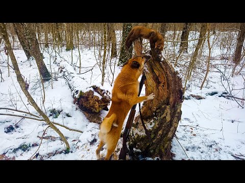 Видео: ОХОТА НА КУНИЦУ С ЛАЙКОЙ/ПЕРВЫЙ ТРОФЕЙ МОЛОДОЙ СОБАКИ