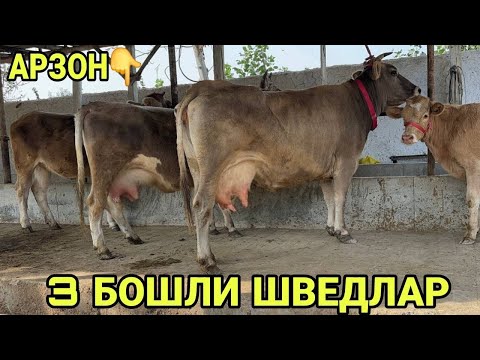 Видео: 3 БОШЛИ ШВЕД ОЛА ЁШ КУЧАТ СИГИРЛАР БУГОЗЛАР СОТИЛАДИ SOTILADIGON SHIVED SIGIRLAT 25 октября 2025 г