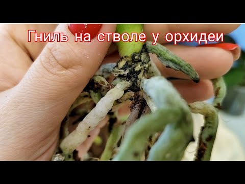 Видео: Гниль на стволе+ корневая гниль. Разбираю причины. Провожу лечение стволовых гнилей у орхидей