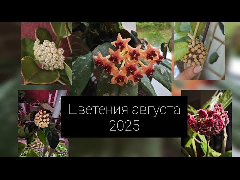 Видео: Цветение августа 2025