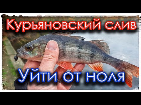 Видео: Курьяновский слив. Уйти от ноля.