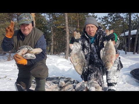 Видео: ЗА ТРОФЕЙНЫМ ОКУНЕМ в тайгу ХМАО Югры-2.  Окуни-мутанты.