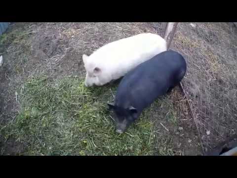 Видео: Плюсы и минусы вьетнамских поросят.