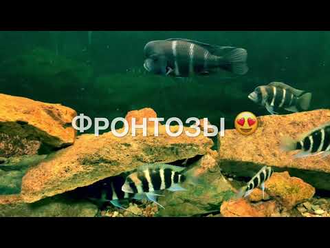 Видео: Фронтозы