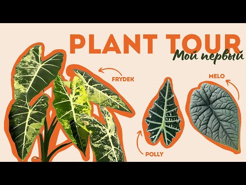 Видео: Мой ПЕРВЫЙ Plant tour / + Подсчет растений