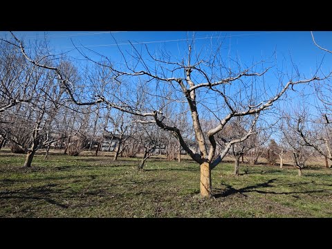 Видео: обрезка яблони для начинающих и не только