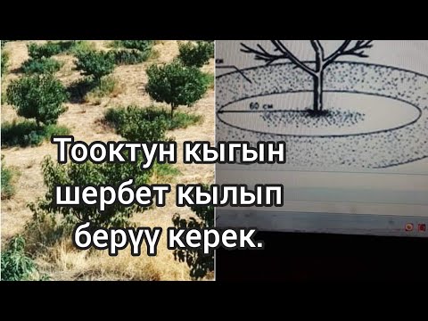 Видео: Бакка азык катары тооктун кыгын берсе болобу? Шабдаалы кандай болот?