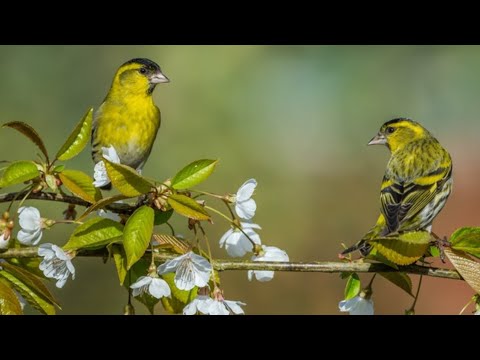 Видео: Разбираемся как отличить чижа самку от самца.