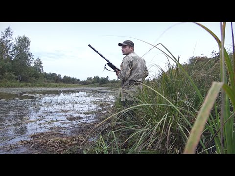 Видео: Северная утка пошла. Настрелял кучу мяса за час. Duck hunting in autumn.