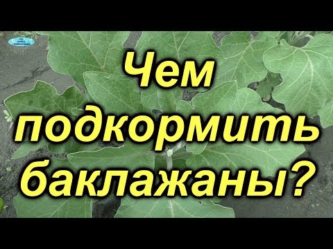 Видео: Баклажаны ломятся от урожая от ЭТОЙ подкормки!!